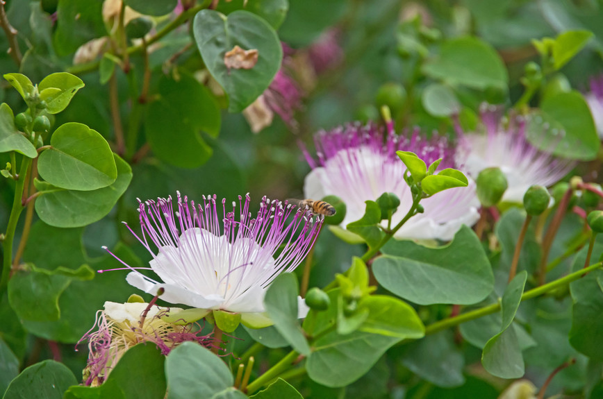 Hepatoprotective potential of caper bush in oxidative liver Injury